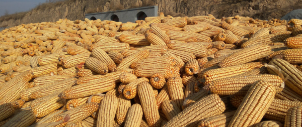 黄鼠狼喜欢吃什么食物,黄鼠狼吃什么图2