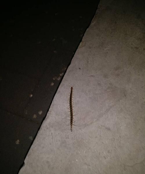 家里有蜈蚣怎么办能除根,有什么方法可以消灭蜈蚣