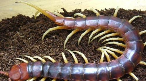 家里有蜈蚣怎么办能除根,有什么方法可以消灭蜈蚣