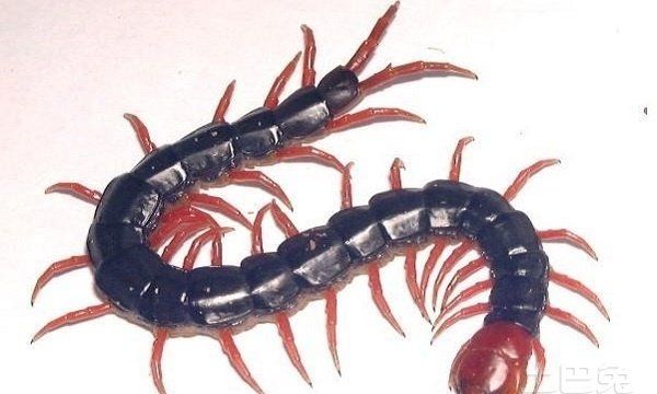 家里有蜈蚣怎么办能除根,有什么方法可以消灭蜈蚣图5