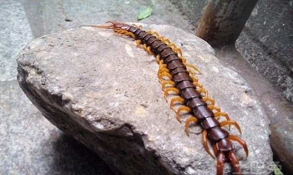 家里有蜈蚣怎么办能除根,有什么方法可以消灭蜈蚣图4