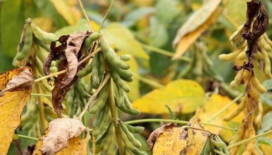 三伏天是什么时候,三伏天是从什么时候开始出伏?图4