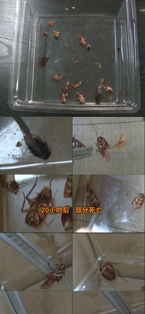 蟑螂怕水淹死蟑螂在水里会不会淹死人