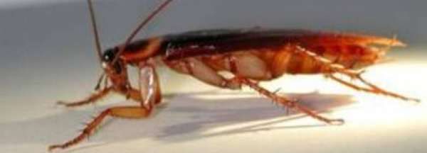 蟑螂会淹死,蟑螂扔到水里会不会淹死图1