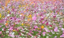 格桑花花语,格桑花花语图4