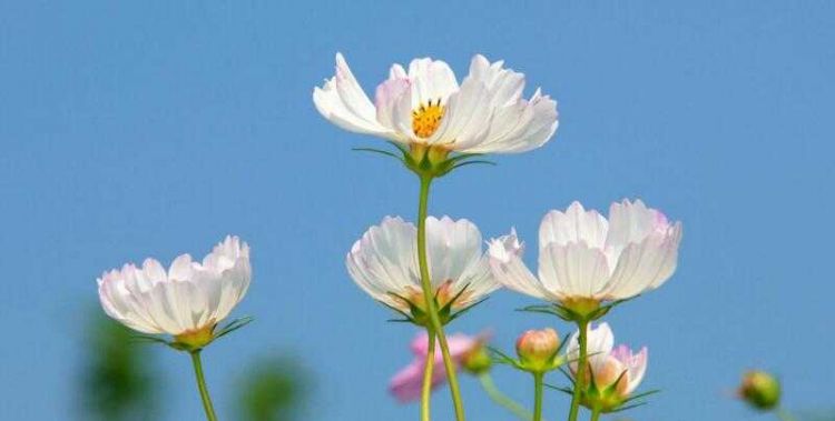 格桑花花语,格桑花花语