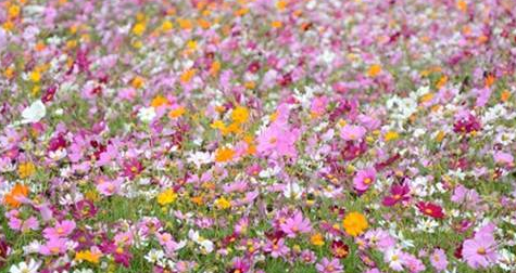 格桑花花语,格桑花花语图3