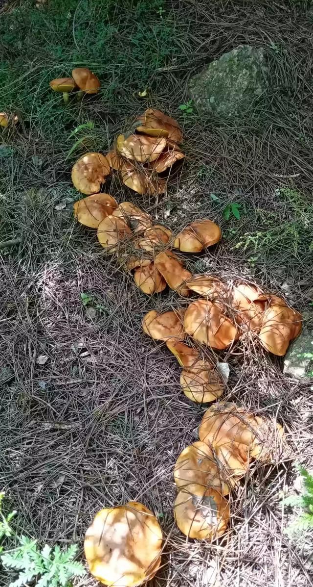 松茸生长在什么地方，北松茸生长在什么地方？图5