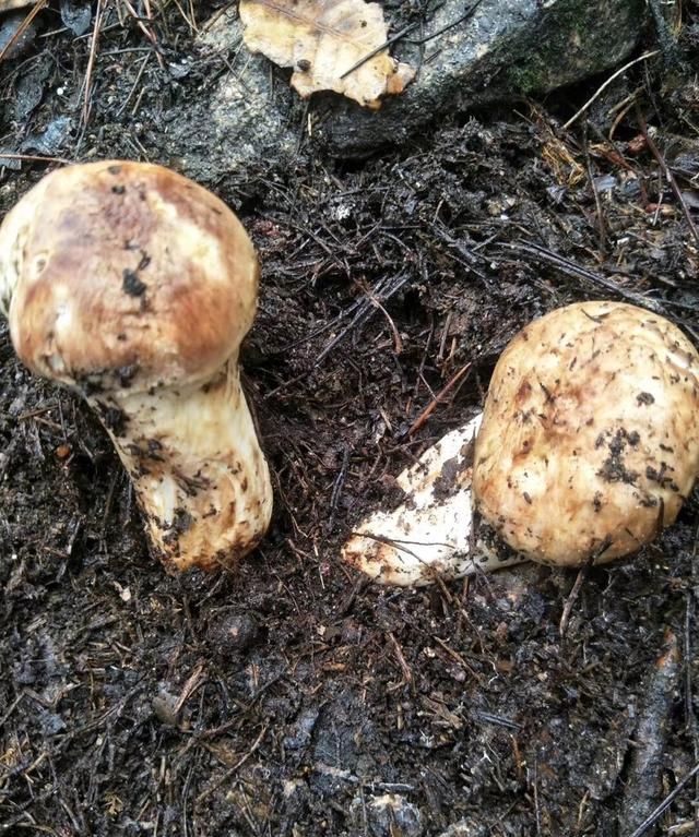 松茸生长在什么地方