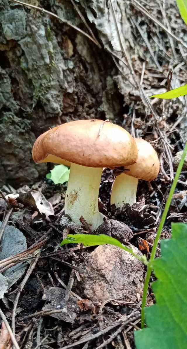 松茸生长在什么地方，北松茸生长在什么地方？图3