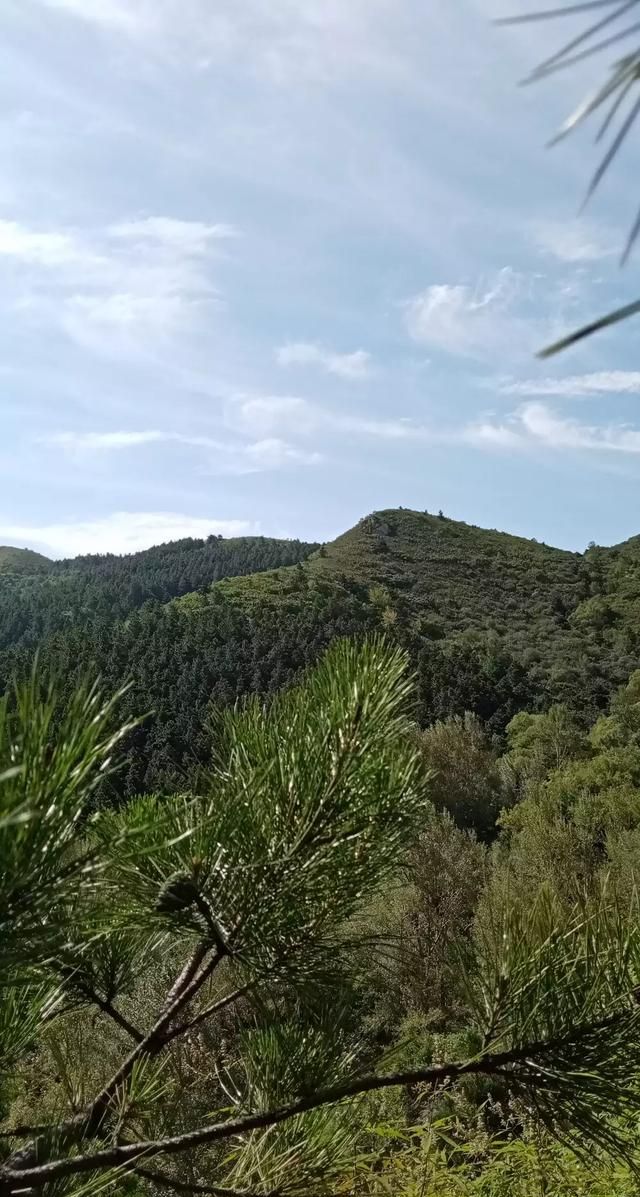 松茸生长在什么地方，北松茸生长在什么地方？图6