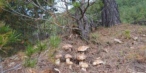 北松茸生长在什么地方