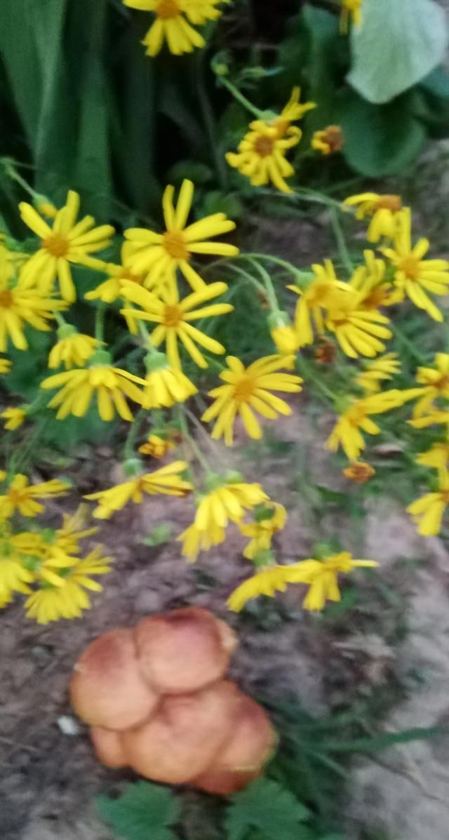 松茸生长在什么地方，北松茸生长在什么地方？图4