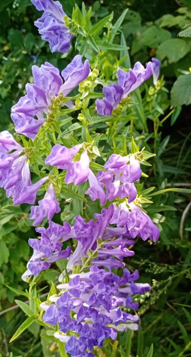 松茸生长在什么地方，北松茸生长在什么地方？图7