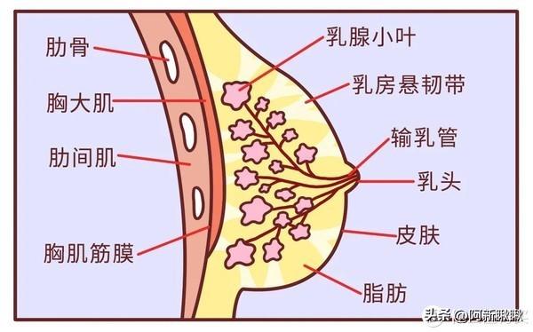 好穿的运动内衣推荐（这些运动内衣必须有）(3)