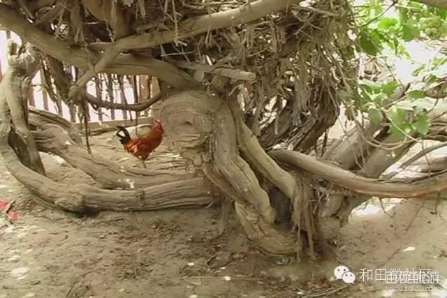 和田景点有哪些 51去哪大美和田(28)