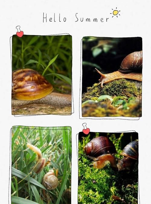 如何描写小蜗牛的外形特征