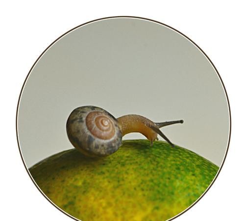 蜗牛的生活特点和它的特征