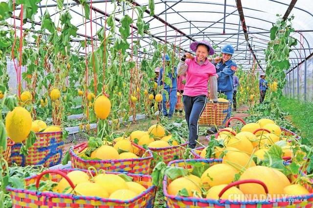 来宾市人才分类（来宾市实施万才返乡）(5)