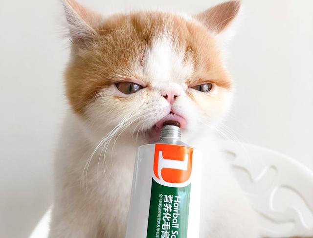 养猫最佳方法和注意事项（8年养猫经验告诉您）(3)