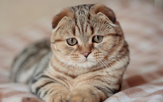 养猫最佳方法和注意事项（8年养猫经验告诉您）(4)