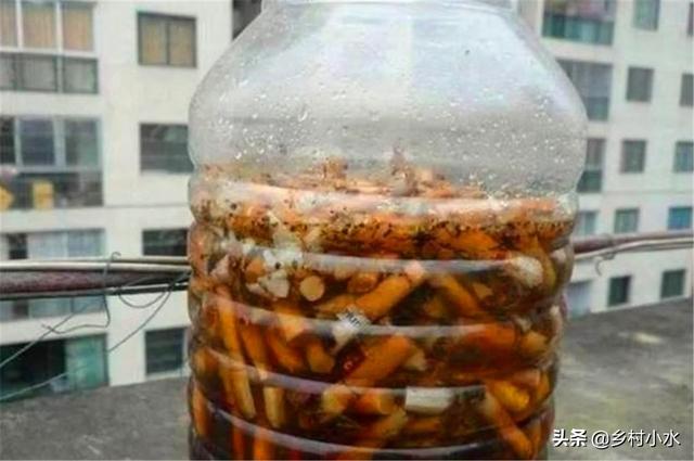 消灭蚜虫最简单的方法（蚜虫太多杀不干净）(4)