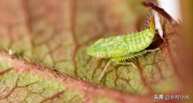 消灭蚜虫最简单的方法（蚜虫太多杀不干净）(2)