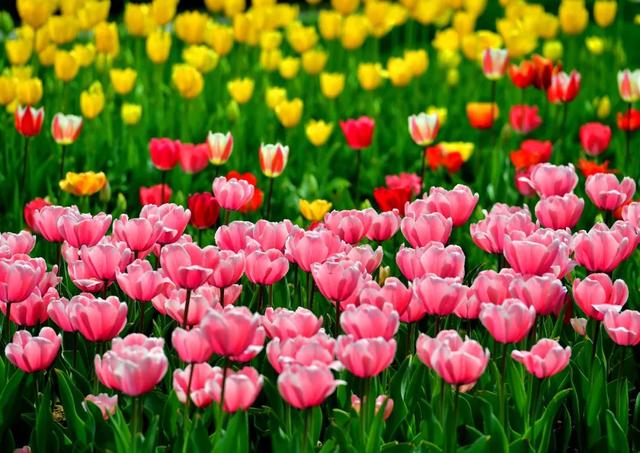 周末一日游推荐洛阳（洛阳10个适合一日游的地方）(5)