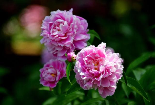 周末一日游推荐洛阳（洛阳10个适合一日游的地方）(4)