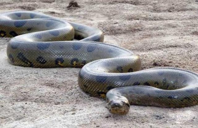 世界纪录最大的森蚺（猛兽绿森蚺南美洲水栖动物之王）(3)