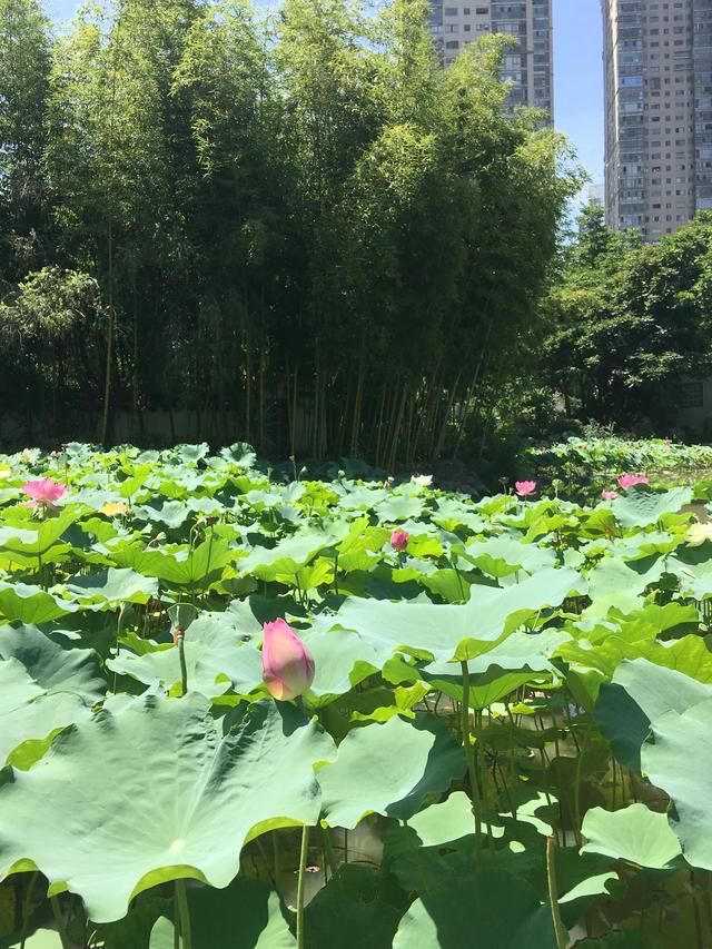 福州有哪些适合亲子游的地方（福州这些公园比较适合）(13)