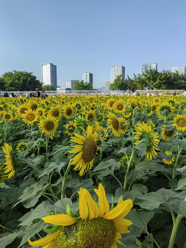 福州有哪些适合亲子游的地方（福州这些公园比较适合）(15)