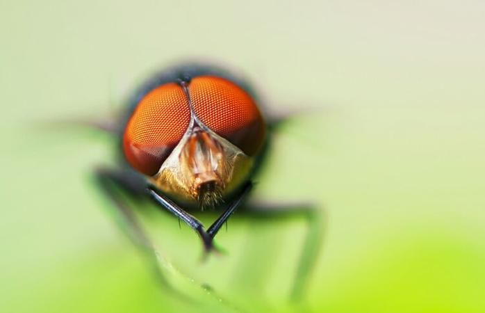 苍蝇的眼是单眼还是复眼