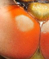 苍蝇的复眼是什么形状,苍蝇的复眼是什么形状组成的图4