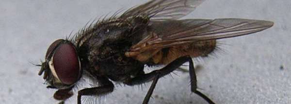 苍蝇的复眼是什么形状,苍蝇的复眼是什么形状组成的图1