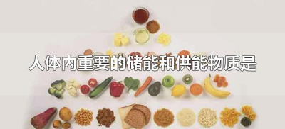 ​人体内重要的储能和供能物质是（人体储能和供能的主要物质是什么）