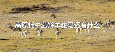 ​高原牦牛藏羚羊骏马还有什么（高原上除了牦牛还有什么？）