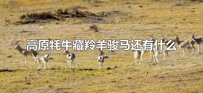 高原牦牛藏羚羊骏马还有什么