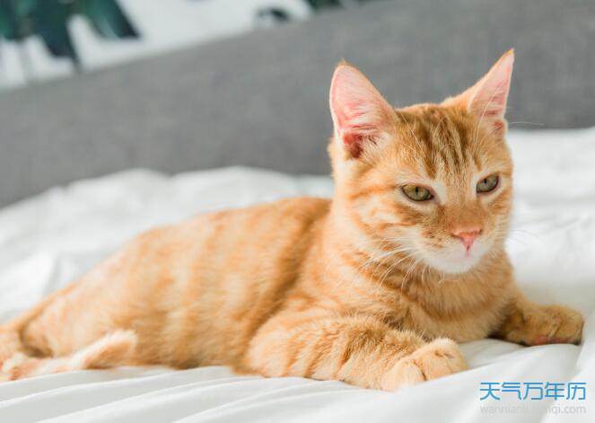 梦见被猫咬什么征兆（梦见被猫咬的含义）