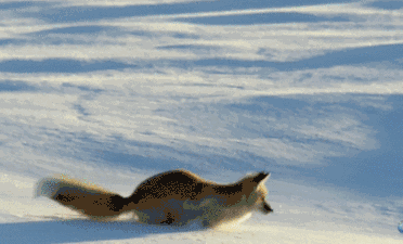 白夜追凶最深度解析（白夜追凶完结了）(6)