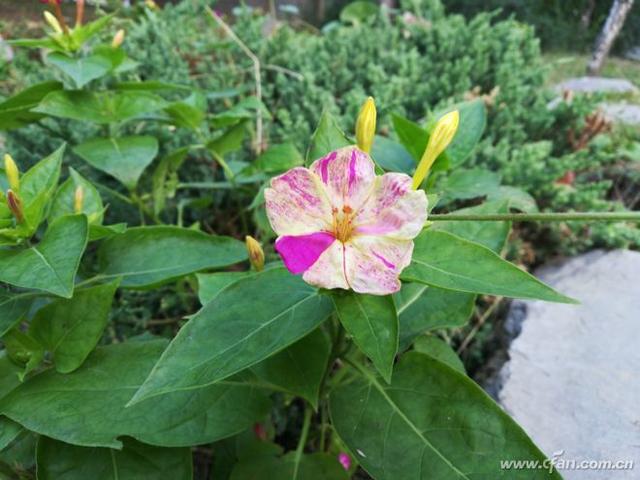 荣耀畅玩7x最新评测（千元全面屏标杆荣耀畅玩7X轻体验）(34)