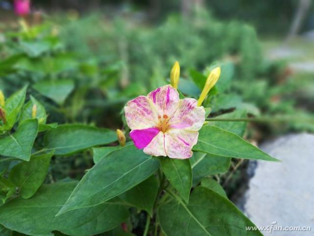 荣耀畅玩7x最新评测（千元全面屏标杆荣耀畅玩7X轻体验）(35)