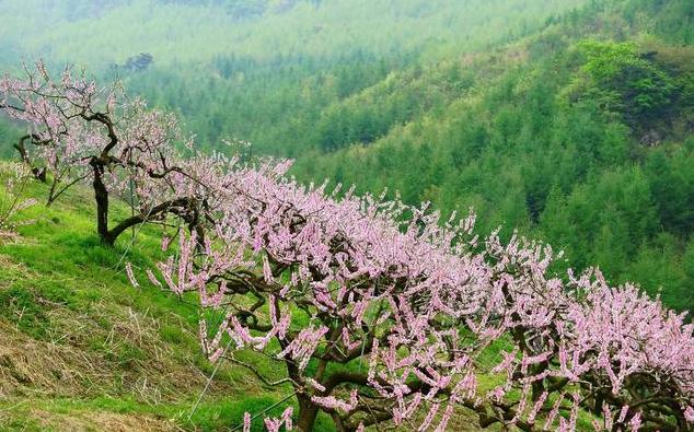 一般桃树的栽培与管理（2大招教你如何进行操作）(7)