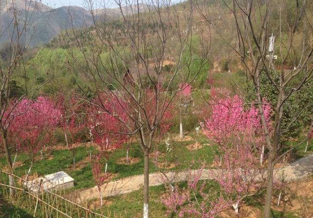 一般桃树的栽培与管理（2大招教你如何进行操作）(6)