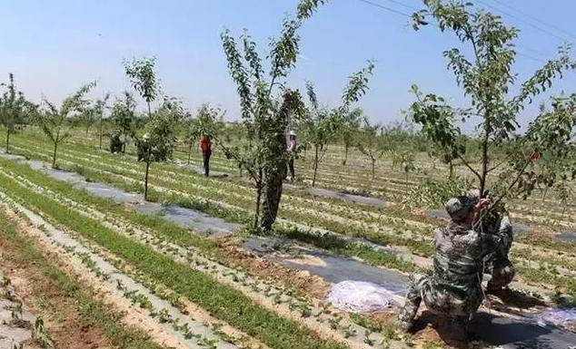 一般桃树的栽培与管理（2大招教你如何进行操作）(3)