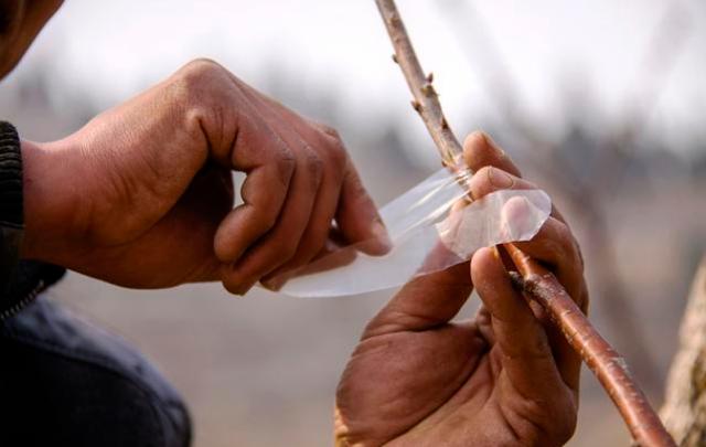 一般桃树的栽培与管理（2大招教你如何进行操作）(9)