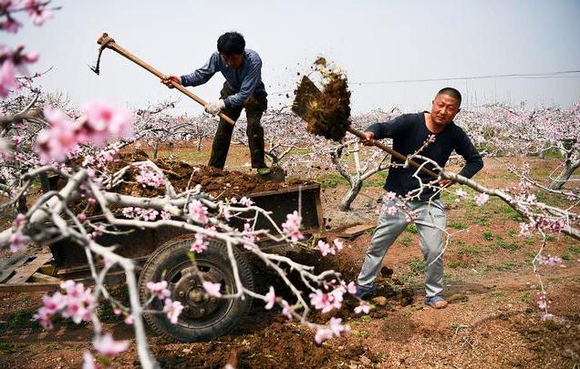 一般桃树的栽培与管理（2大招教你如何进行操作）(4)