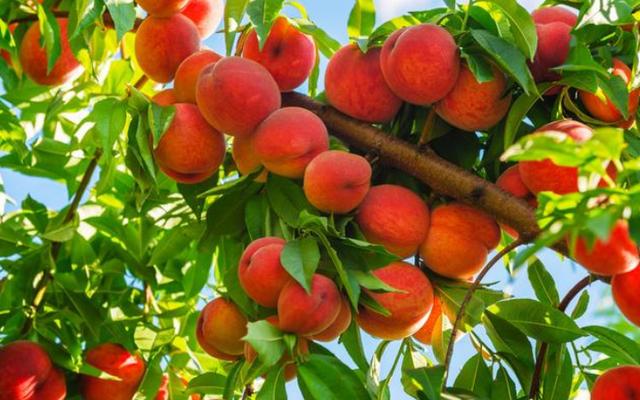 一般桃树的栽培与管理（2大招教你如何进行操作）(1)