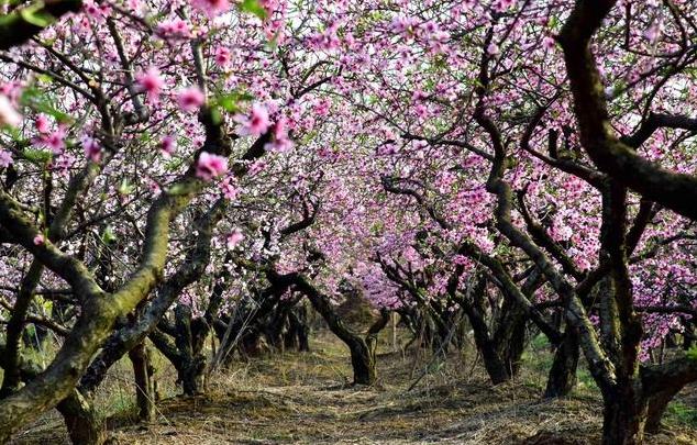 一般桃树的栽培与管理（2大招教你如何进行操作）(2)