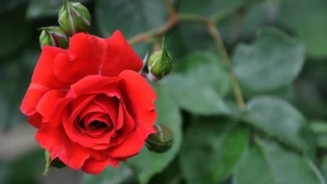 几朵玫瑰代表什么,玫瑰几朵代表含义是什么情人节用数字图3